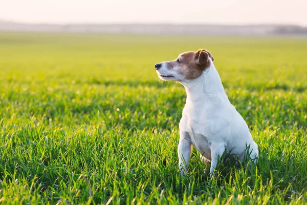 Jack russel terrier on green field — Stock Photo, Image