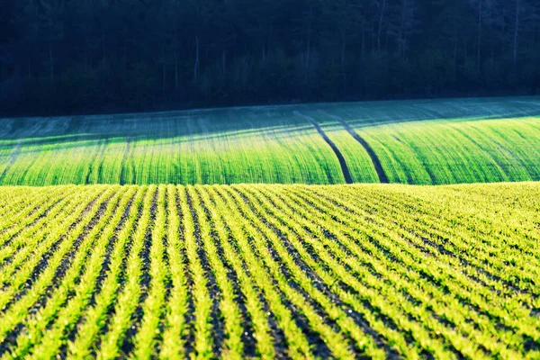 Green wheat rows and waves of the agricultural fields — Stock Photo, Image