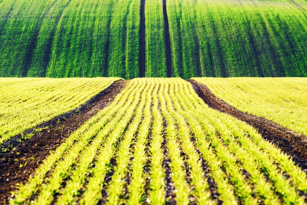 Filas de trigo verde y olas de los campos agrícolas —  Fotos de Stock