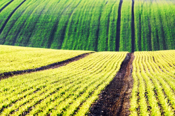 Filas de trigo verde y olas de los campos agrícolas —  Fotos de Stock