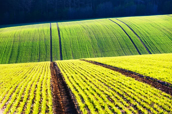 Zielona pszenica rzędy i fale pól rolnych — Zdjęcie stockowe