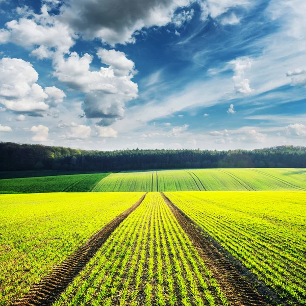 Rural landscape with agricultural fields — Stock Photo, Image