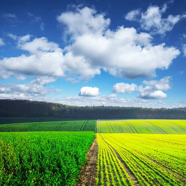 Rural landscape with agricultural fields — Stock Photo, Image