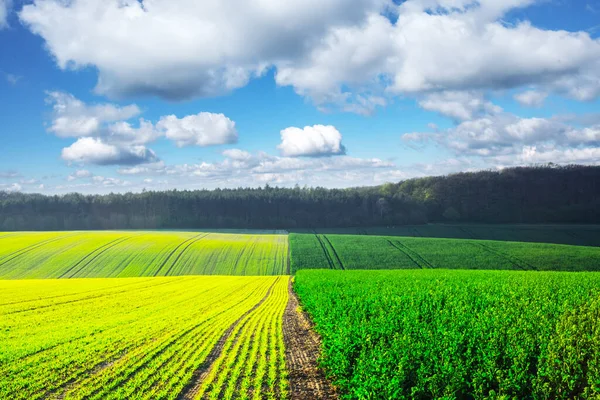 Сільський пейзаж з сільськогосподарськими полями — стокове фото