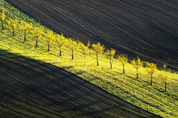 Olas verdes y marrones de los campos agrícolas — Foto de Stock