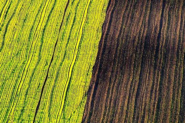 Green and brown waves of the agricultural fields — Stock Photo, Image