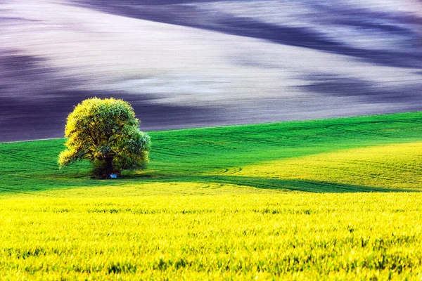 Tarlası ve ağacı olan kırsal bir arazi. — Stok fotoğraf