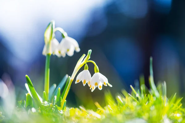 Flor de neve no prado da primavera — Fotografia de Stock