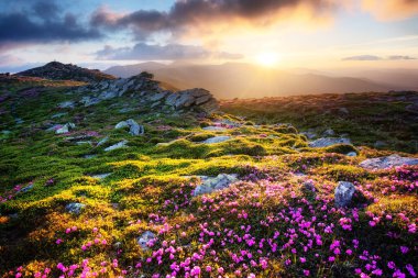 Yüksek dağlarda tomurcuklanan Rododendron
