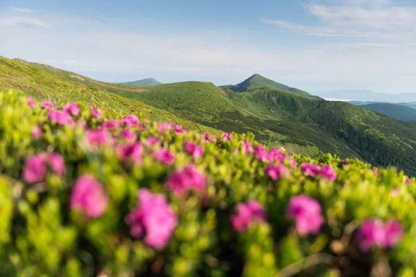 Różowe kwiaty rododendronu w górach — Zdjęcie stockowe