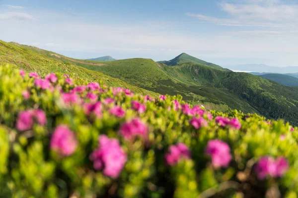 Pink rhododendron flowers in mountains — Stock Photo, Image