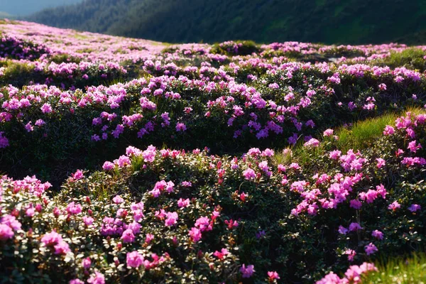 Rhododendron floreciendo en altas montañas — Foto de Stock