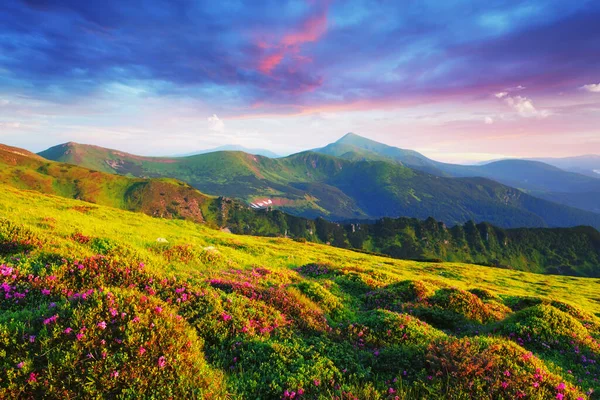 Pink rhododendron flowers in mountains — Stock Photo, Image