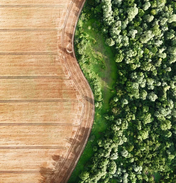 Sarı buğday tarlasında uçan hava fotoğrafı — Stok fotoğraf