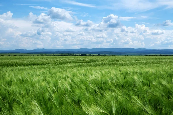 Zielone dojrzałe pole pszenicy — Zdjęcie stockowe