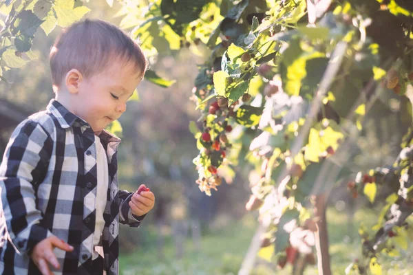 Niño comiendo frambuesa en el jardín de otoño —  Fotos de Stock