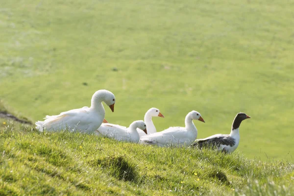 Белые и серые бытовые гуси в зеленой траве — стоковое фото