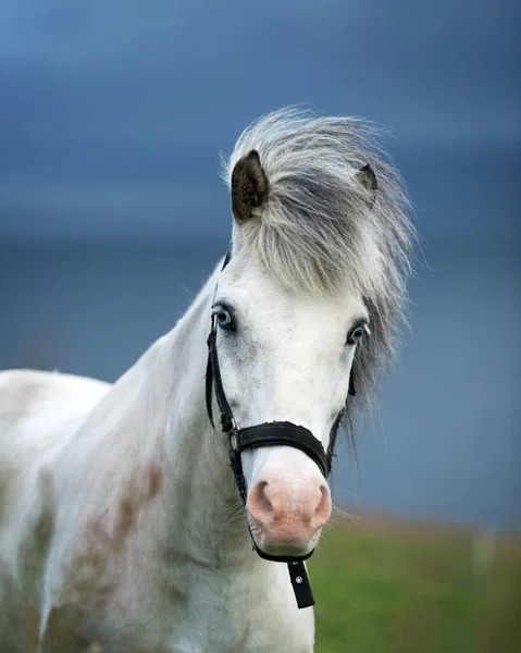 Portrait of white icelandic horse — Stock Photo, Image