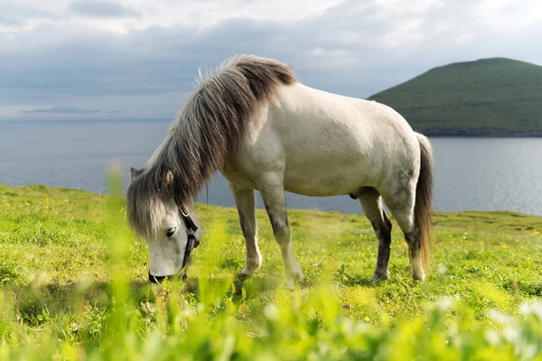 Білий фарерський кінь на зеленому газоні — стокове фото