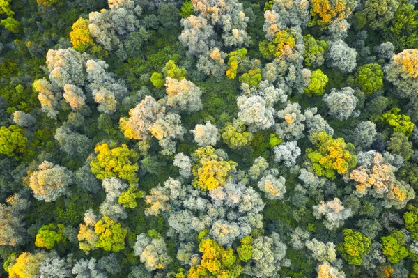 Волшебный летний лес с теплыми солнечными лучами — стоковое фото