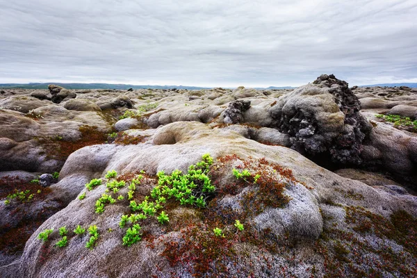 Lava field covered with green moss — Stock Photo, Image