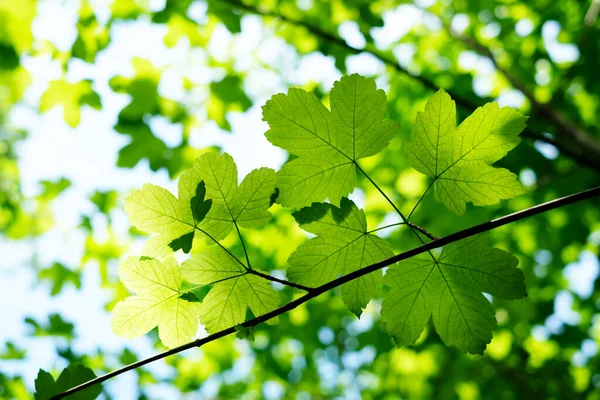Молоде зелене листя попелу на весняних гілках — стокове фото