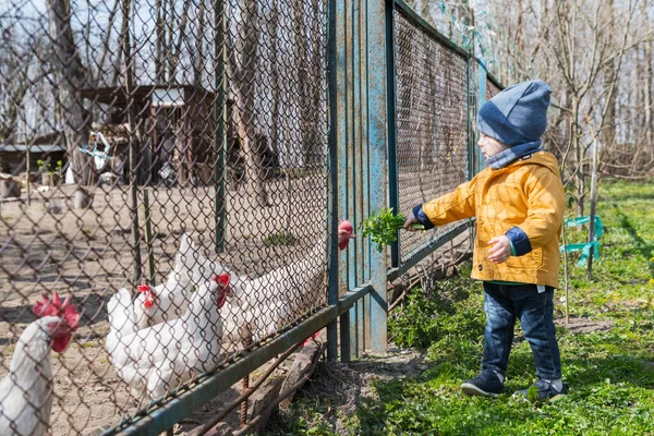 Kleiner Junge füttert die Hühner durch das Gitter — Stockfoto