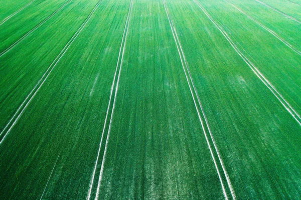 Aerial photo flying over green grain wheat field — Stock Photo, Image