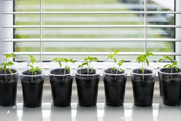 Piccole piantine in vetro plastico su un davanzale — Foto Stock