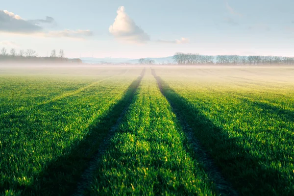 Linhas rodoviárias e verdes de trigo jovem no campo agrícola — Fotografia de Stock