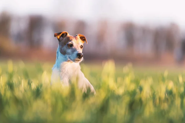 Jack Russel terrier no campo verde — Fotografia de Stock