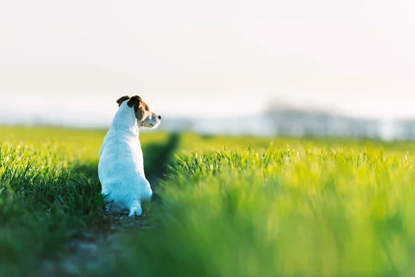 Джек Руссел терьер на зеленом поле — стоковое фото