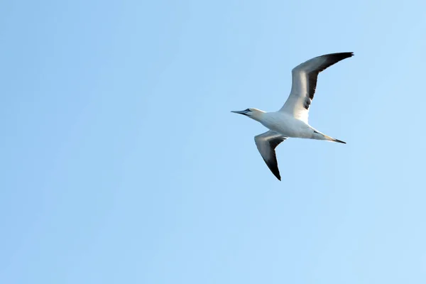 Latający gannet na błękitnym niebie — Zdjęcie stockowe