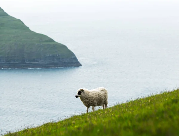 Ранковий огляд на літніх островах Фарерських островів — стокове фото