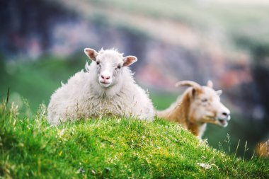 Faroe adalarındaki yeşil çayırlarda iki koyun.