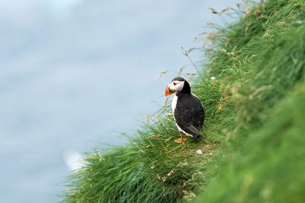 Famoso uccello faroese - puffin — Foto Stock