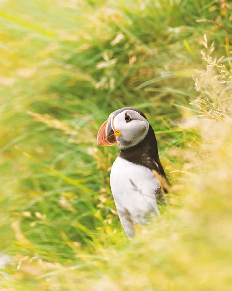Berömd färöisk fågel - puffin — Stockfoto