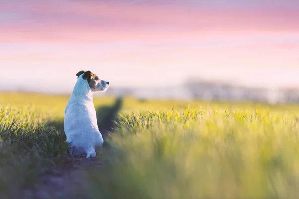 Jack Russel terrier en el campo verde —  Fotos de Stock