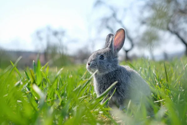 Small grey rabbit in green grass closeup — Stock Photo, Image