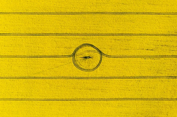 Aerial drone top view of yellow blooming field — Stock Photo, Image