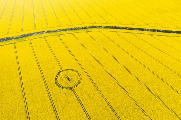 Aerial drone top view of yellow blooming field — Stock Photo, Image