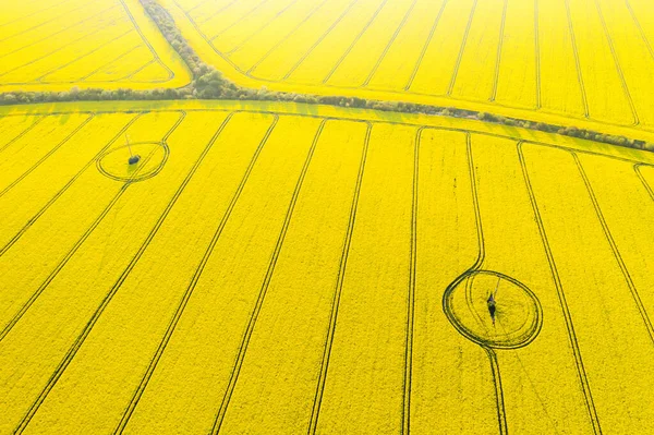 Sarı çiçeklenme alanının hava aracı görüntüsü — Stok fotoğraf