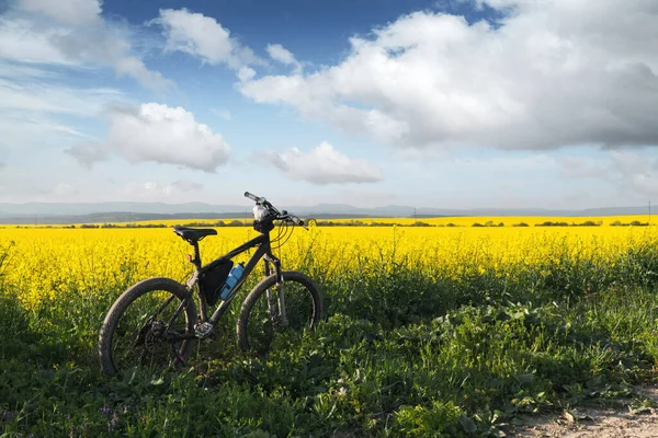 Nero maschio bici su fioritura giallo campo di colza — Foto Stock