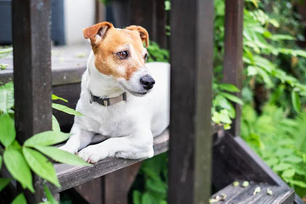 White Jack russel terrier på träveranda — Stockfoto