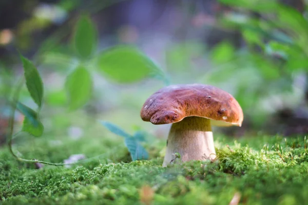 Gran hongo blanco en el bosque de otoño —  Fotos de Stock