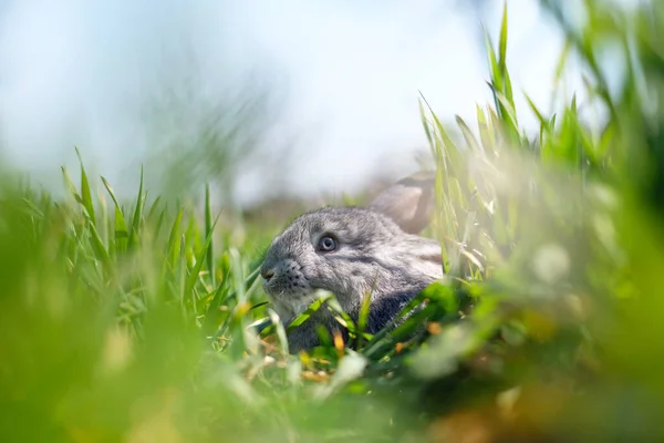 Klein grijs konijn in groen gras close-up — Stockfoto