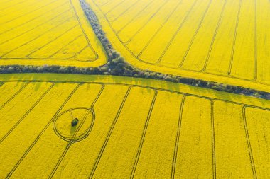 Sarı çiçeklenme alanının hava aracı görüntüsü