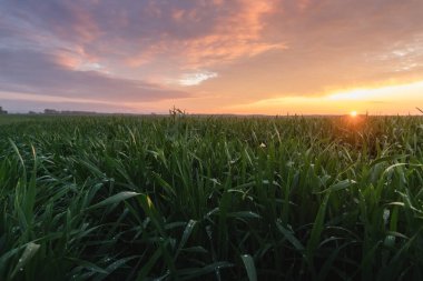 Genç buğdayın üzerindeki çiğ tanesiyle güzel bir akşam güneşi.