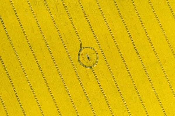 Draufsicht über gelb blühendes Feld aus der Luft — Stockfoto