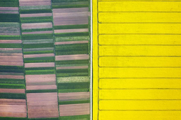 Aerial drone top view of yellow blooming field — Stock Photo, Image